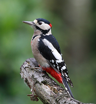 Woodpecker problems in Traverse City