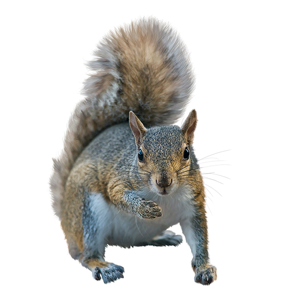 photo of a grey squirrel looking toward the camera on a white background