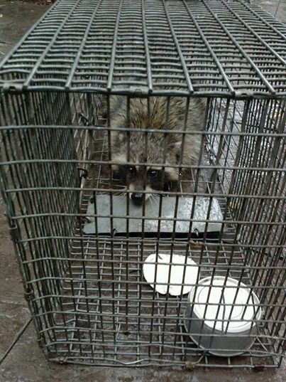 wildlife trapping critter control traverse city