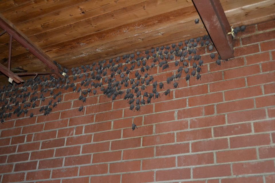 Several bats in Traverse City basement