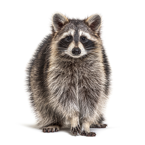 photo of a raccoon, looking toward the camera, on a white background