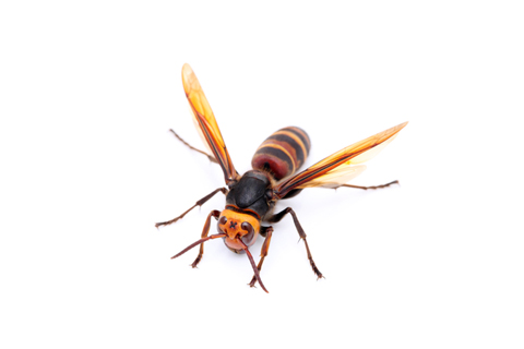 insect control in traverse city