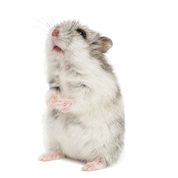 photo of a grey mouse, sitting on hind legs, on a white background
