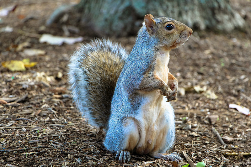 Squirrel issues in Traverse City