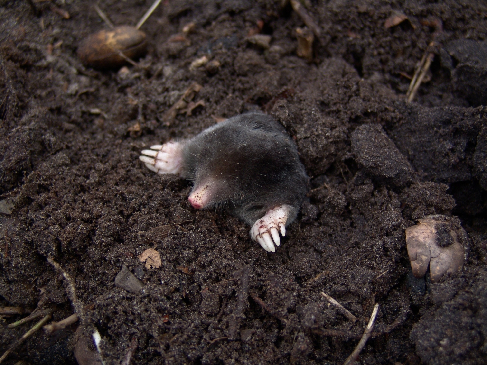 Mole problems in Traverse City