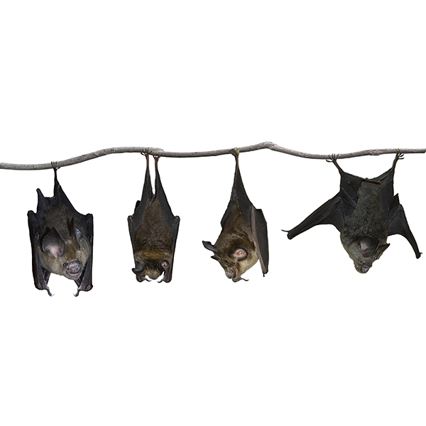 photo of a four bats hanging upside down from a branch