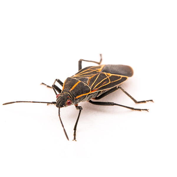 photo of a boxelder bug, a black bug with yellow or red lines, on a white background