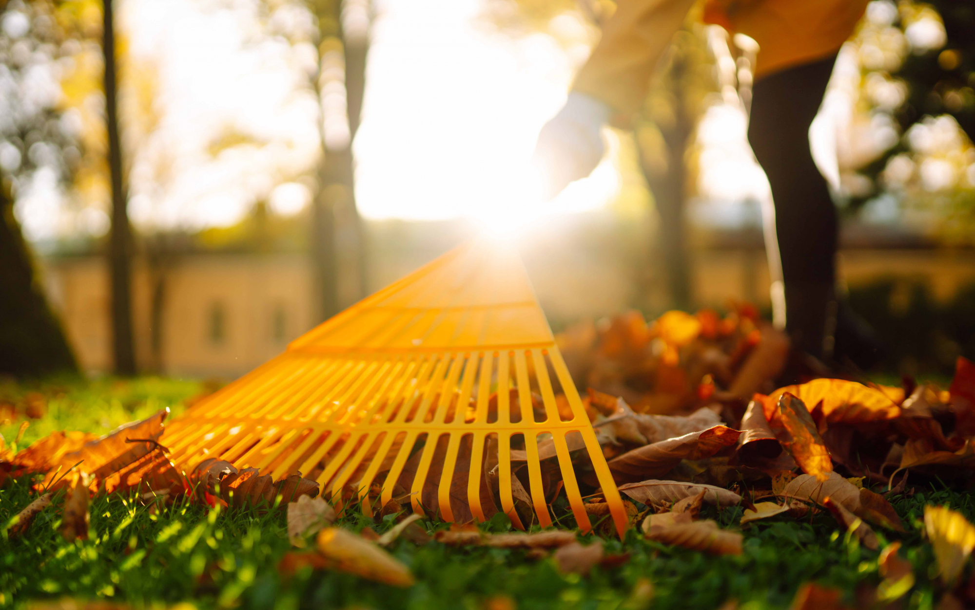 brown leaves being raked off of grass