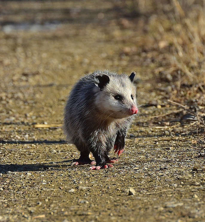 Traverse City opossums
